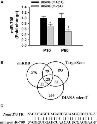 Down-Regulation of miRNA-708 Promotes Aberrant Calcium Signaling by Targeting Neuronatin in a Mouse Model of Angelman Syndrome